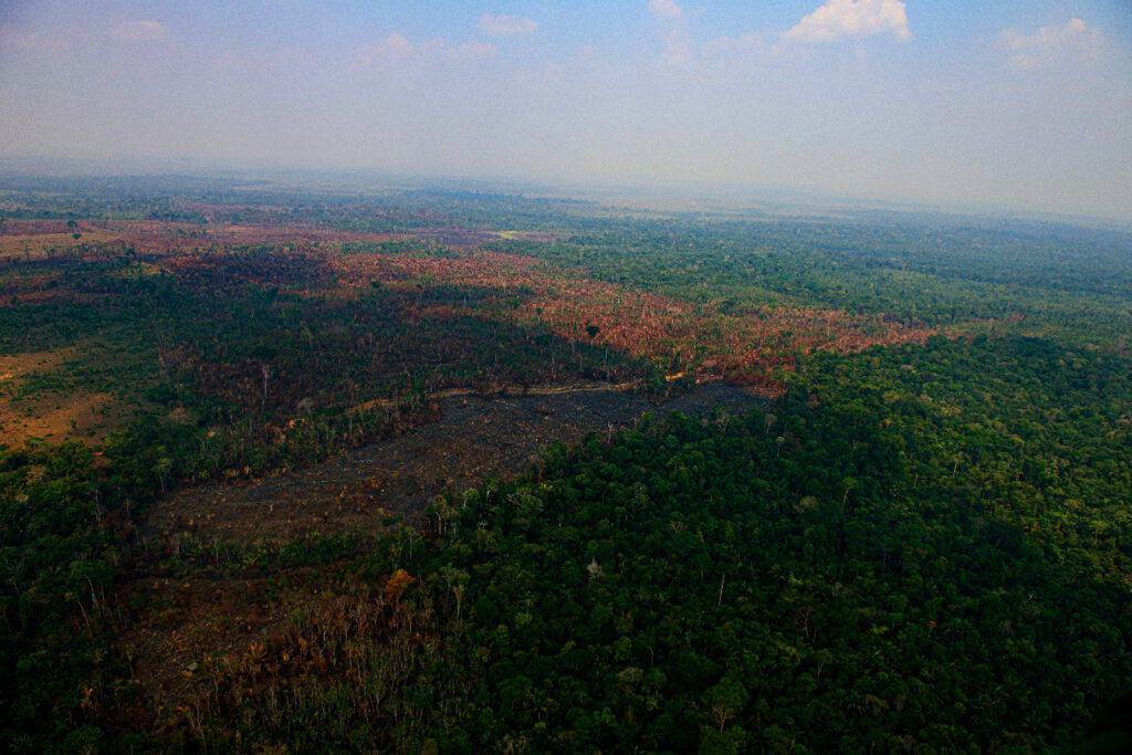 Desmatamento na Amazônia cresce 30% em um ano: fora Salles, já
