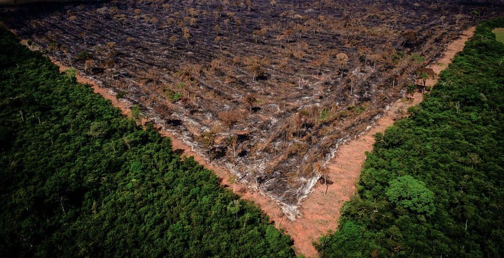 A pandemia incide no ano mais importante da história da humanidade. Serão as próximas zoonoses gestadas no Brasil?