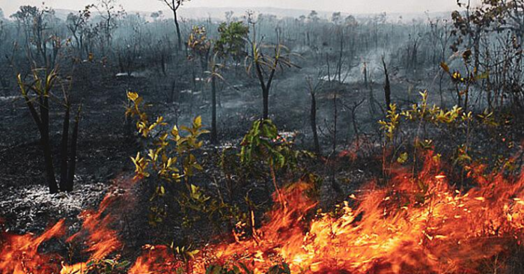 Indigenous genocide and environmental destruction