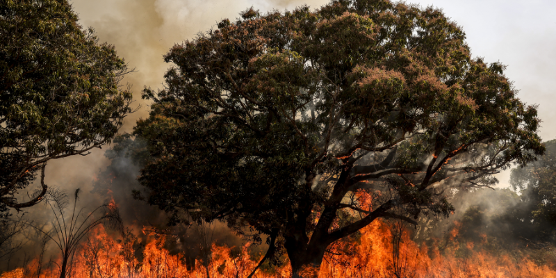 Brasil: país do Agro, terra do fogo